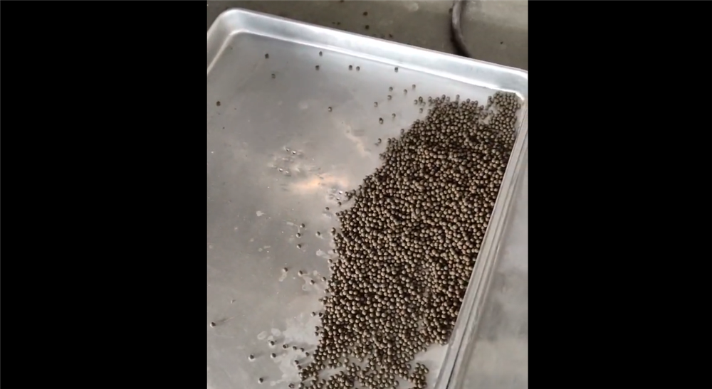 天水寶元：全自動8條制丸機視頻展示