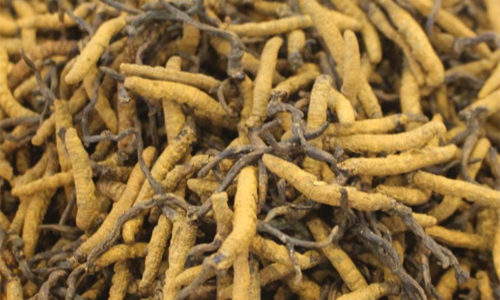 湖南省力爭2030年實現中醫藥全產業鏈總產值突破2000億元